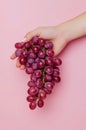 Female hand holding bunch of red grapes. Royalty Free Stock Photo